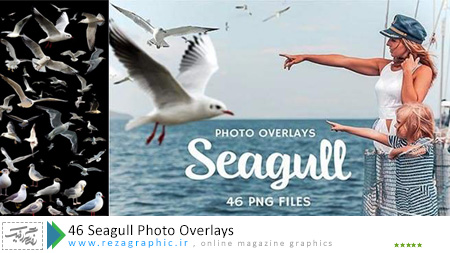 46 تصاویر پوششی مرغ دریایی - Seagull Photo Overlays 